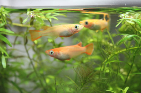 http://www.minibiotope.com/assets_c/2011/05/medaka0515-3-thumb-450x299-341.jpg