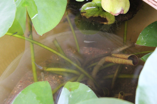 http://www.minibiotope.com/image/1gou-8.jpg