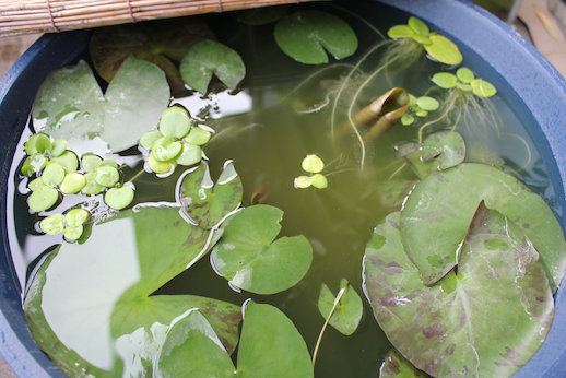 http://www.minibiotope.com/image/2gou-2.jpg