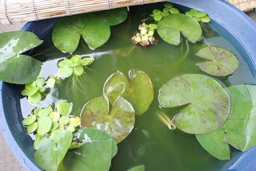 http://www.minibiotope.com/image/2gou-4.jpg