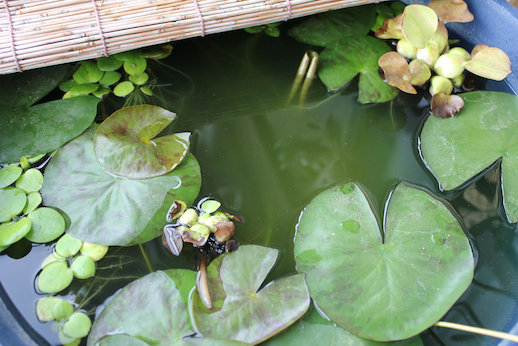 http://www.minibiotope.com/image/2gou-5.jpg