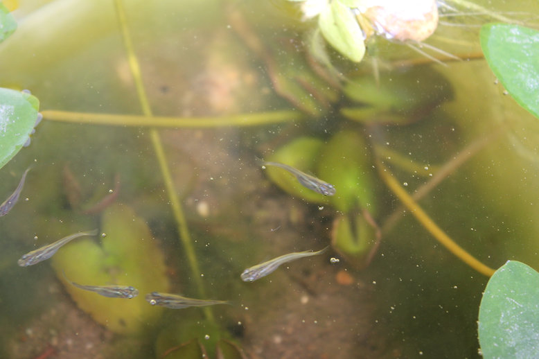 http://www.minibiotope.com/image/9gatu-1.jpg
