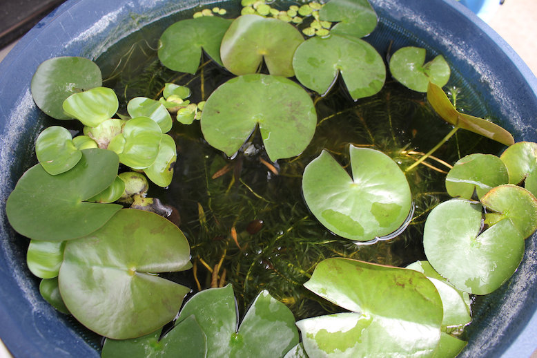 http://www.minibiotope.com/image/biotope120715-1.jpg