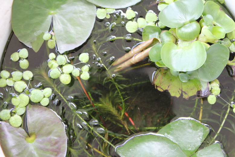 http://www.minibiotope.com/image/biotope130604-2.jpg