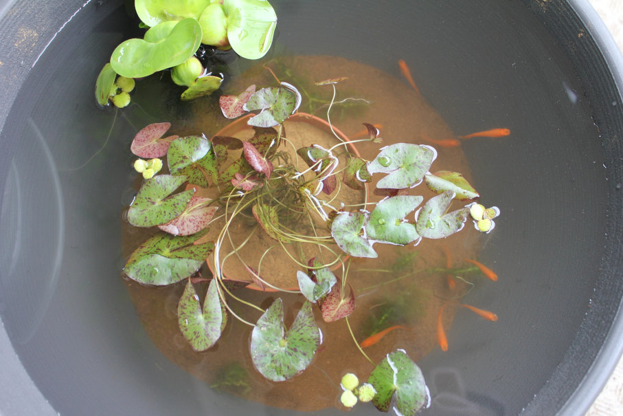 http://www.minibiotope.com/image/biotope140511-4.jpg