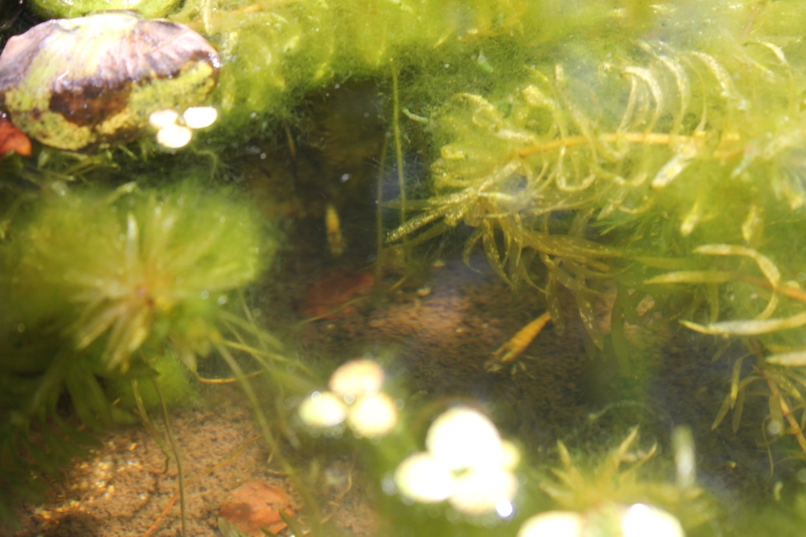 http://www.minibiotope.com/image/biotope140518-1.JPG