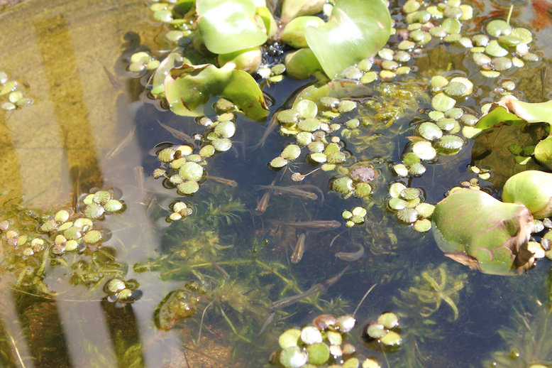 http://www.minibiotope.com/image/biotope20130428-3.jpg