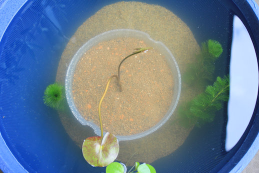 http://www.minibiotope.com/image/kabonba.jpg