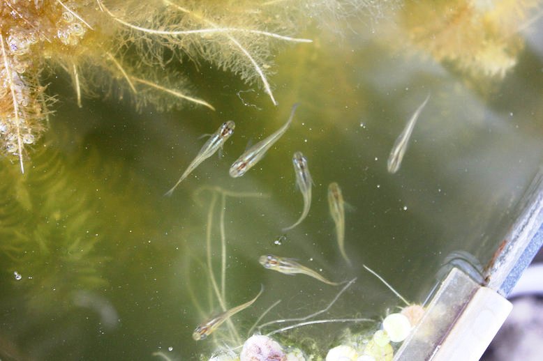 http://www.minibiotope.com/image/medaka120320-2.jpg