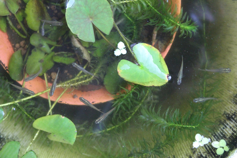 http://www.minibiotope.com/image/medaka120729-4.jpg