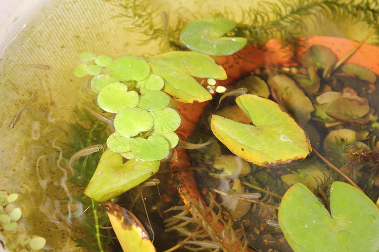 http://www.minibiotope.com/image/medaka120930-2.jpg