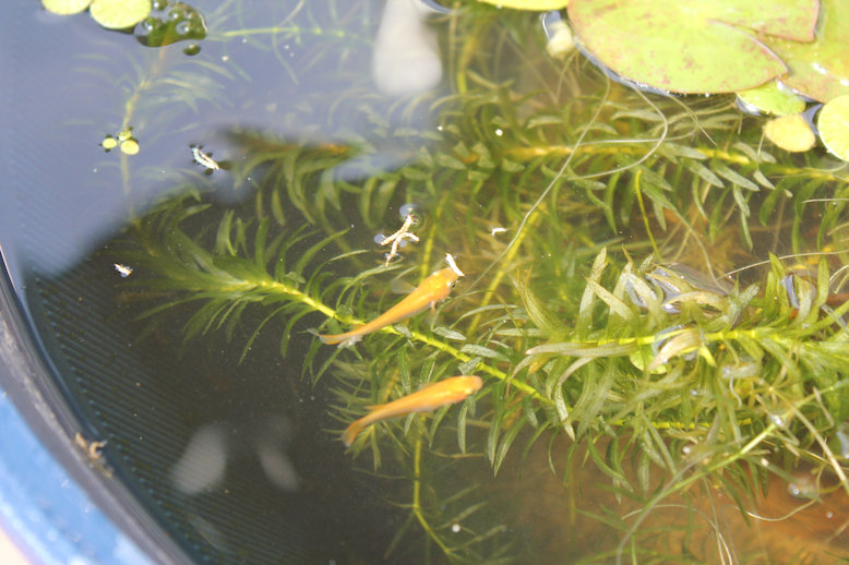 http://www.minibiotope.com/image/medaka120930-5.jpg