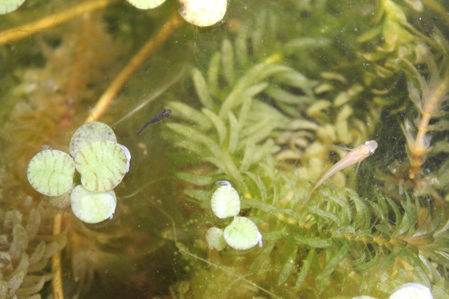 http://www.minibiotope.com/image/medaka140707-2.jpg