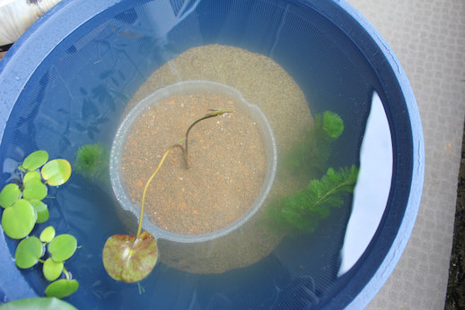 http://www.minibiotope.com/image/mizukusa.jpg