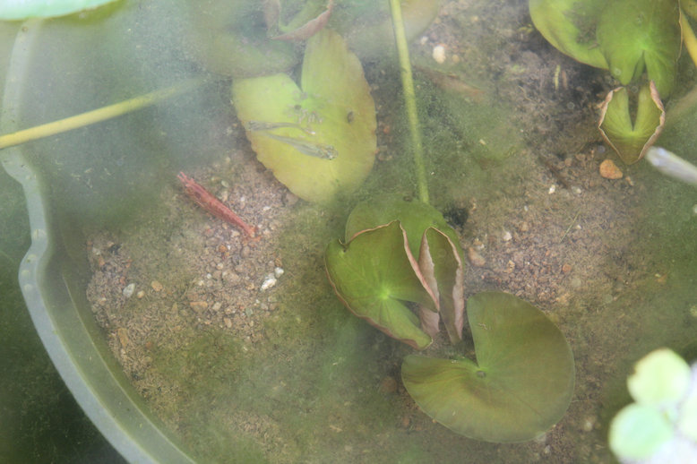 http://www.minibiotope.com/image/redcherry.jpg