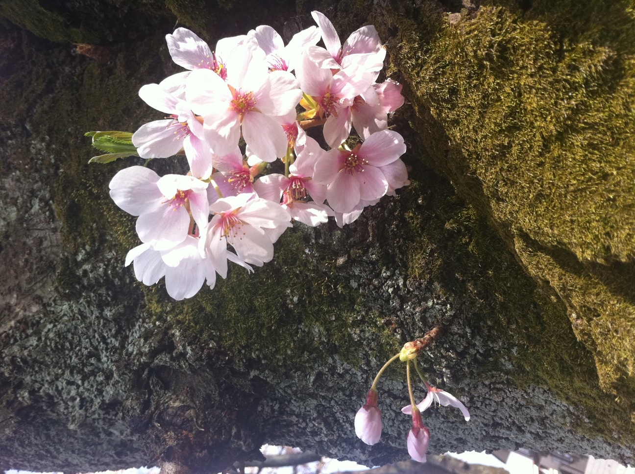 http://www.minibiotope.com/image/sakura.JPG