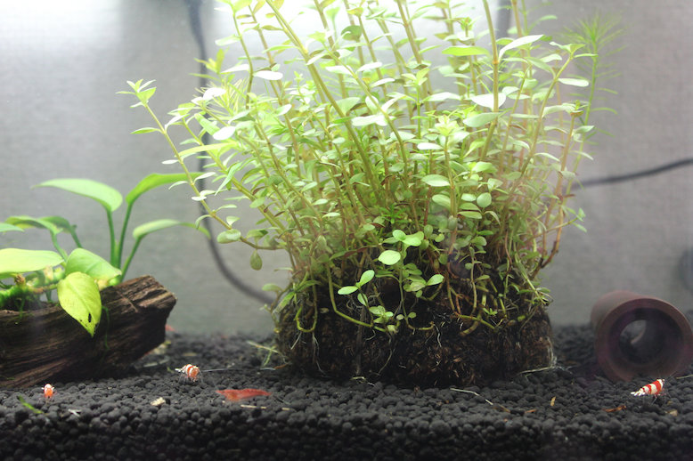 http://www.minibiotope.com/image/shurimp-1.jpg