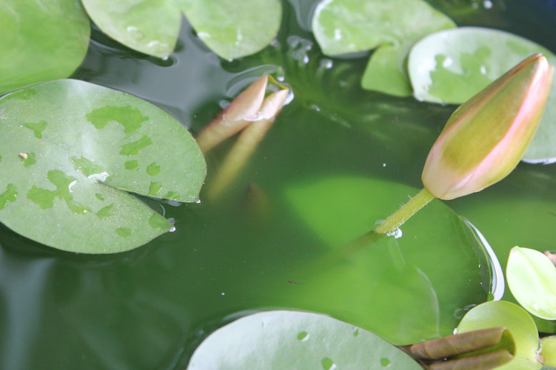 http://www.minibiotope.com/image/suiren0730-4.jpg