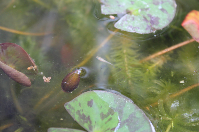 http://www.minibiotope.com/image/suiren120617-1.jpg