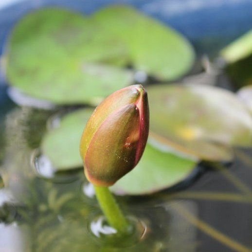 http://www.minibiotope.com/image/suiren120624-1.jpg