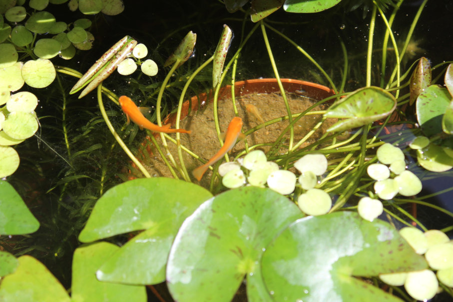 http://www.minibiotope.com/image/suiren140907-1.jpg