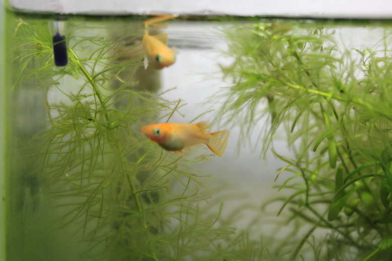 http://www.minibiotope.com/image/suisou0210-1.jpg