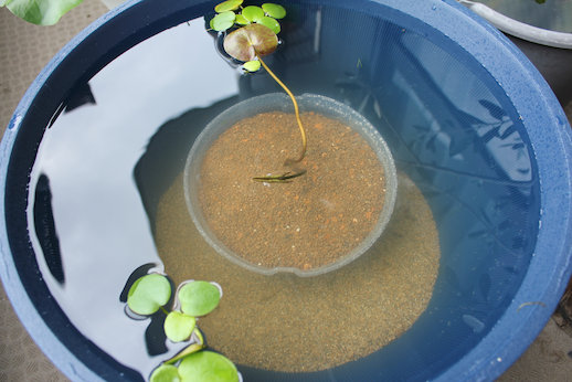 http://www.minibiotope.com/image/tazunairi.jpg