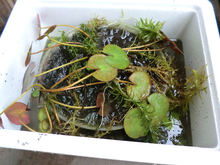 http://www.minibiotope.com/image/tsukurikata20121119-1.jpg