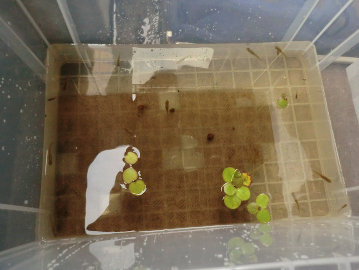 http://www.minibiotope.com/image/tsukurikata20121119-2.jpg