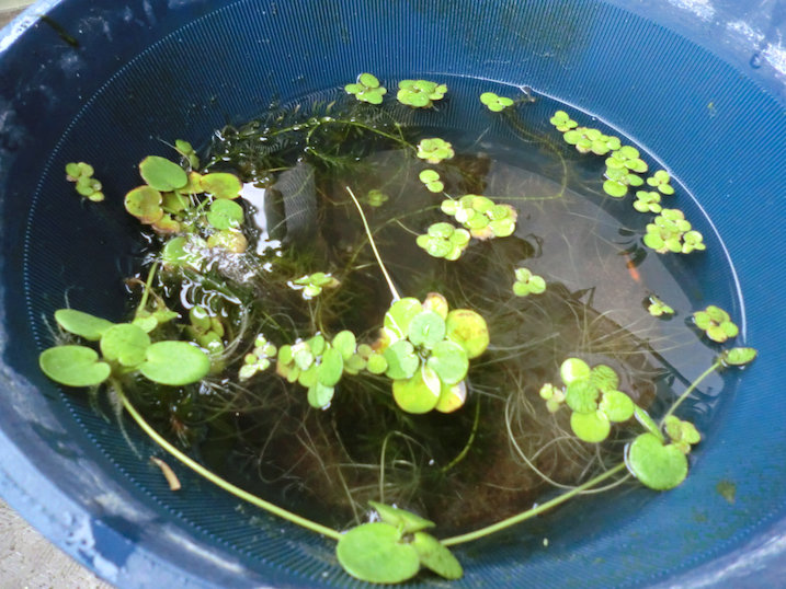 http://www.minibiotope.com/image/tsukurikata20121119-3.jpg