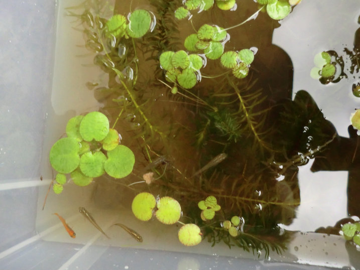 http://www.minibiotope.com/image/tsukurikata20121119-5.jpg