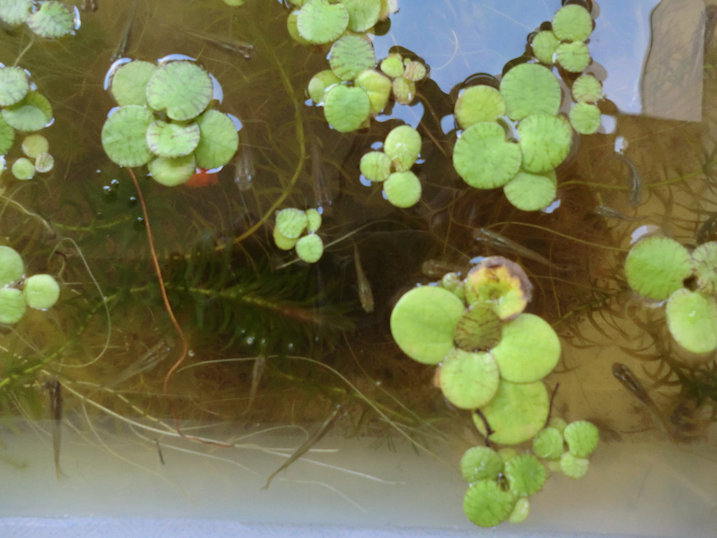 http://www.minibiotope.com/image/tsukurikata20121202-1.jpg