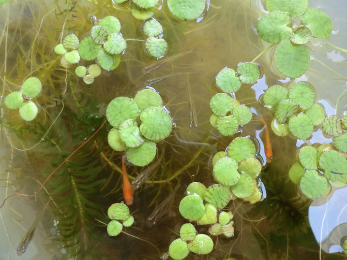 http://www.minibiotope.com/image/tsukurikata20121202-2.jpg