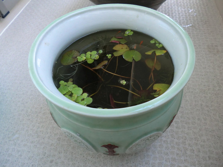 http://www.minibiotope.com/image/tsukurikata20121202-5.jpg