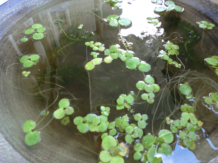 http://www.minibiotope.com/image/tsukurikata20121202-6.jpg