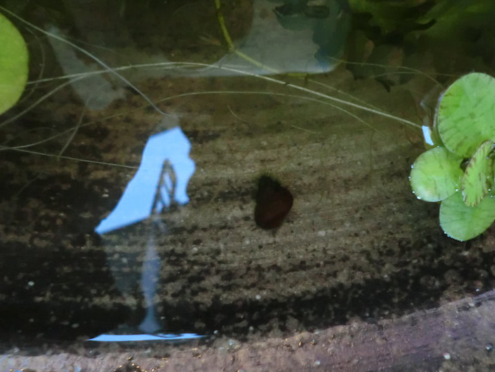 http://www.minibiotope.com/image/tsukurikata20121202-7.jpg