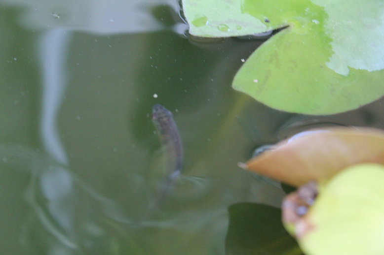 http://www.minibiotope.com/image/youkihi0911-4.jpg